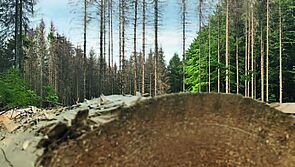 Viel Schadholz im Wald